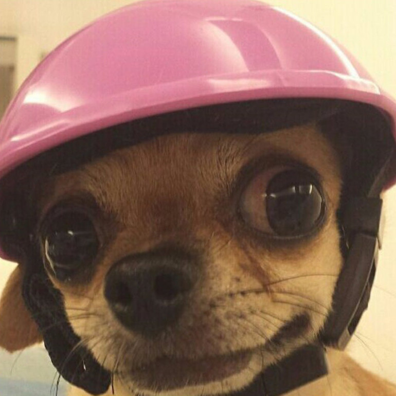 Pet Helmet  Waterproof Riding Cap Protective Outdoor Activity Motorcycle Bike Dog Cat
