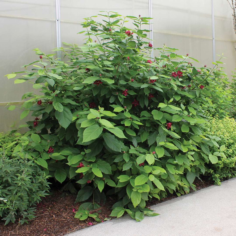 Sweetshrub - Calycathus Floridus - Carolina Allspice Starter Plant 18-24" Bare Root