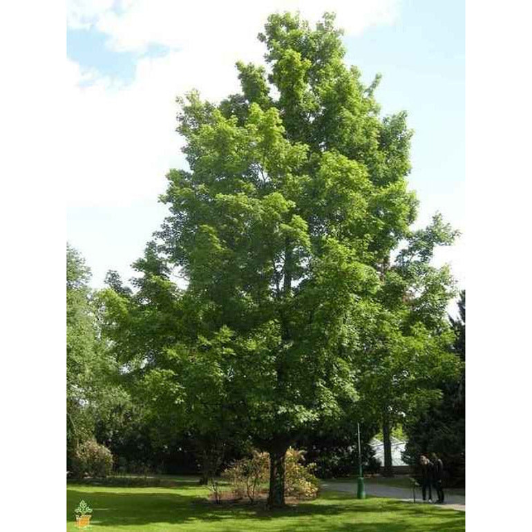 Silver Maple Tree 3-4 Ft Tall Bare Root