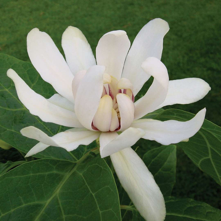 Sweetshrub Calycanthus x 'Venus' 4" Pot Starter Plant
