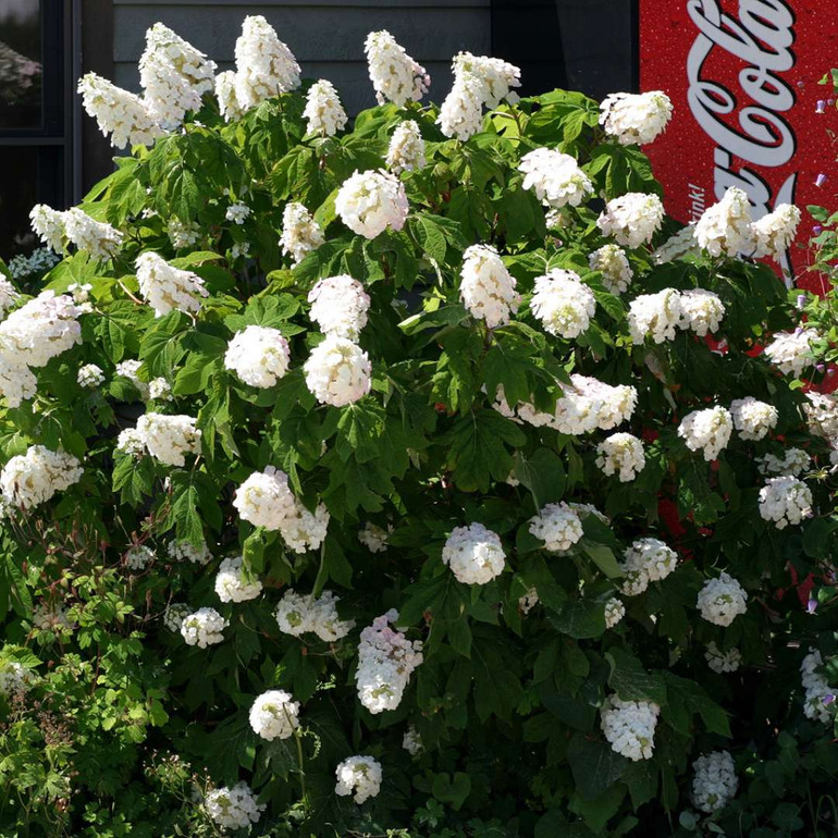 GATSBY PINK® Hydrangea Large Pink Flowers  Oakleaf  Hydrangea quercifolia