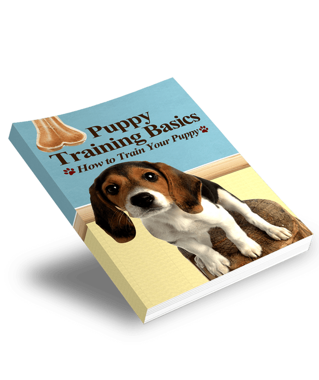 Puppy Training Basics