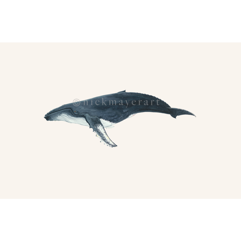Humpback Whale Masterwork Canvas