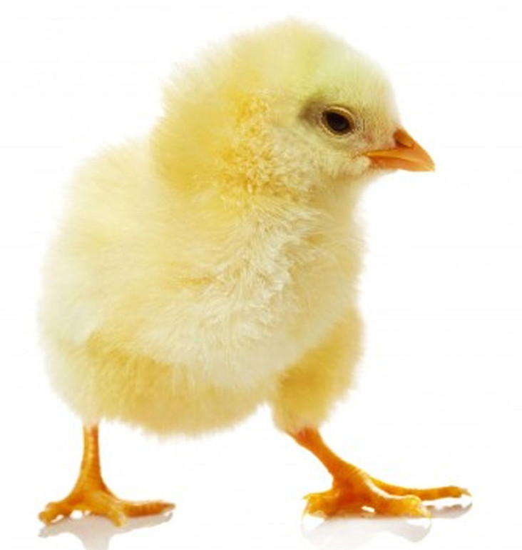 Sponsor A Protective Automatic Chicken Door Hatch