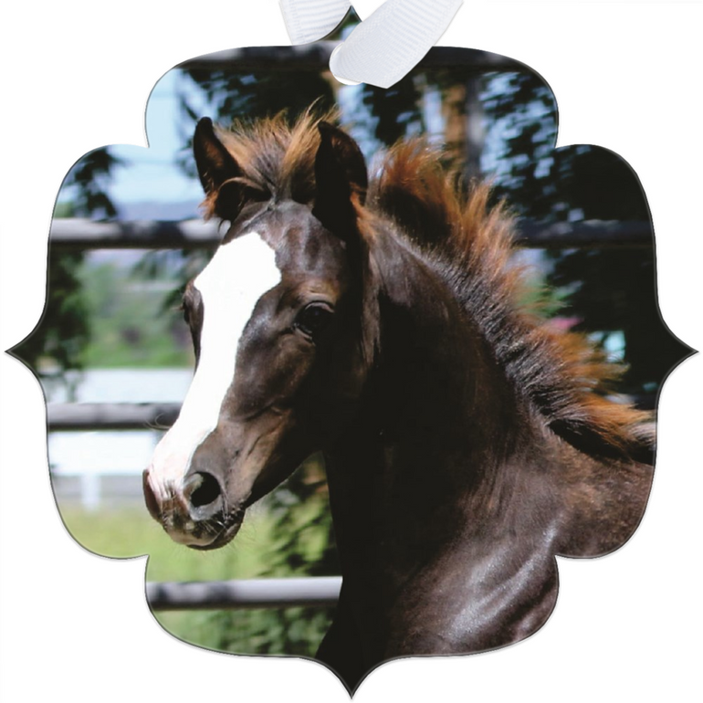 Morgan Horse Baby Metal Ornament