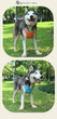 Reflective Breathable Mesh Dog Harness Vest