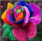 rose seeds 200 flower seeds rare rose flower seeds for home garden supplies