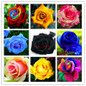 rose seeds 200 flower seeds rare rose flower seeds for home garden supplies