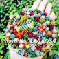 Succulent Cactus Seeds Lotus Lithops Bonsai Plants Home Gardening Flower Pots Balcony Flower Seeds-100 Pcs Free Shipping