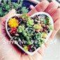 Succulent Cactus Seeds Lotus Lithops Bonsai Plants Home Gardening Flower Pots Balcony Flower Seeds-100 Pcs Free Shipping