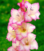 Gladiolus seeds, 100 pcs gladiolus flower seeds, 95% germination, rare sword lily flower for home garden