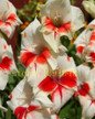 Gladiolus seeds, 100 pcs gladiolus flower seeds, 95% germination, rare sword lily flower for home garden