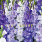 Gladiolus seeds, 100 pcs gladiolus flower seeds, 95% germination, rare sword lily flower for home garden