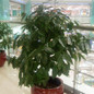 Bonsai Green Tree cinnamon seeds, indoor seeds 6pcs