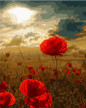 Frameless wall picture painting by numbers canvas painting home decor paint by number Poppies unique gift paint by numbers 1099