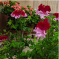 free ship 40 seeds Real Geranium Seeds, Perennial Flower Seeds bonsai plant , for garden flower potted planters ,