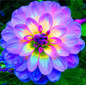 2 Bulb True Purple Dahlia Bulbs Flower,Bonsai Flower Bulb,Symbolizes Courage And Lucky,Home Garden Plant-(Not Dahlia Seeds)
