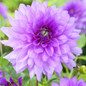 2 Bulb True Purple Dahlia Bulbs Flower,Bonsai Flower Bulb,Symbolizes Courage And Lucky,Home Garden Plant-(Not Dahlia Seeds)