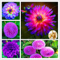2 Bulb True Purple Dahlia Bulbs Flower,Bonsai Flower Bulb,Symbolizes Courage And Lucky,Home Garden Plant-(Not Dahlia Seeds)