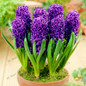 Big sale!105pcs/bag Hyacinth seeds, Perennial Hyacinth potted seed, Bonsai plant flower seeds for home&amp; garden