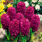 Big sale!105pcs/bag Hyacinth seeds, Perennial Hyacinth potted seed, Bonsai plant flower seeds for home&amp; garden