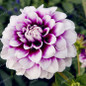 True Color Mixing Dahlia Bulb Flower(Not Dahlia Seeds),Bonsai Flower Bulbs,Symbolizes Courage And Lucky,Home Garden Plant-2 Bulb