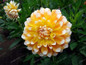 True Color Mixing Dahlia Bulb Flower(Not Dahlia Seeds),Bonsai Flower Bulbs,Symbolizes Courage And Lucky,Home Garden Plant-2 Bulb