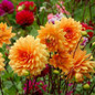 True Color Mixing Dahlia Bulb Flower(Not Dahlia Seeds),Bonsai Flower Bulbs,Symbolizes Courage And Lucky,Home Garden Plant-2 Bulb