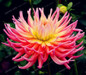 True Color Mixing Dahlia Bulb Flower(Not Dahlia Seeds),Bonsai Flower Bulbs,Symbolizes Courage And Lucky,Home Garden Plant-2 Bulb