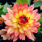 True Color Mixing Dahlia Bulb Flower(Not Dahlia Seeds),Bonsai Flower Bulbs,Symbolizes Courage And Lucky,Home Garden Plant-2 Bulb