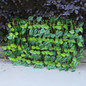 Expandable Faux Privacy Fence