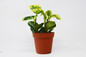 Peperomia 'Marble'