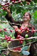 Nicaragua Award-Winning Single Estate Coffee
