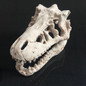 Skull & Dinosaur Ornaments Aquarium Fish Tank Decorations