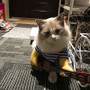 Funny Halloween Guitar Pet Costume For Cat Or Dog