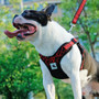 No-Pull Sport Reflective Dog Harness