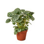 Peperomia - Platinum - 4"