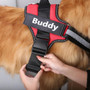 Personalized Dog Harness Customized With Your Pets Name by SafeDogz