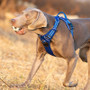 Nylon Dog Harness & No Pull Vest