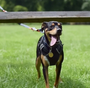 Dog Harness No-pull Pet Harness Adjustable Outdoor Vest 3m Reflective