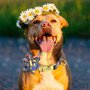 Beautiful Dog Collar - Best Dog Collars With Cute Bow