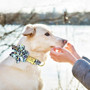 Beautiful Dog Collar - Best Dog Collars With Cute Bow