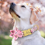 Personalized Pet Collars Engraved ID Tag