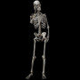 90cm Durable Simulation Humans Skeleton Ornament Halloween Party Bar Haunted House Props