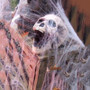 Halloween Decor Spider Web Scary Party Scene Props Haunted House Home Decoration Accessories