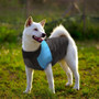 STYLISH Waterproof Warm Vest Jackets for Pet Dog