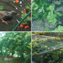 4x10m Anti Bird Net Garden Pond Plants Vegetable Fruit Poultry Protection Netting Mesh