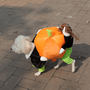 Pumpkin Halloween Dog Costume