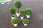 Home Decorative Bonsai artificial plants/fake flowers