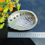 6 Sizes Abalone Shell Nautical Decor Seashell Beach Wedding Shells Ocean Decor Jewelry
